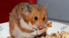 Ce nuci pot primi hamster